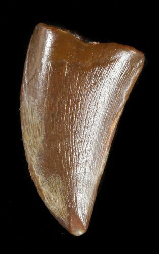 Bargain, Timurlengia (Tyrannosaur) Tooth - Uzbekistan #48021